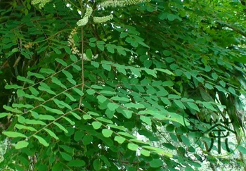 

Adenanthera Pavonina Red Lucky Bead Tree Hai-Hongdou
