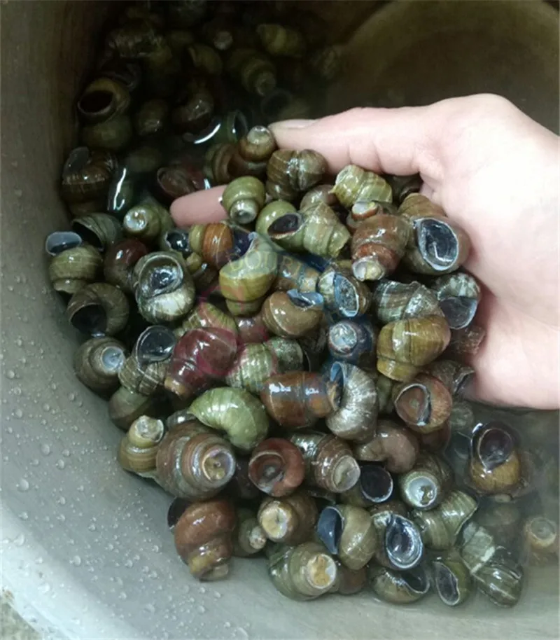 Цена Малый домашний использование Электрический escargots хвост стиральная и резки машина/Улитка seperating машина