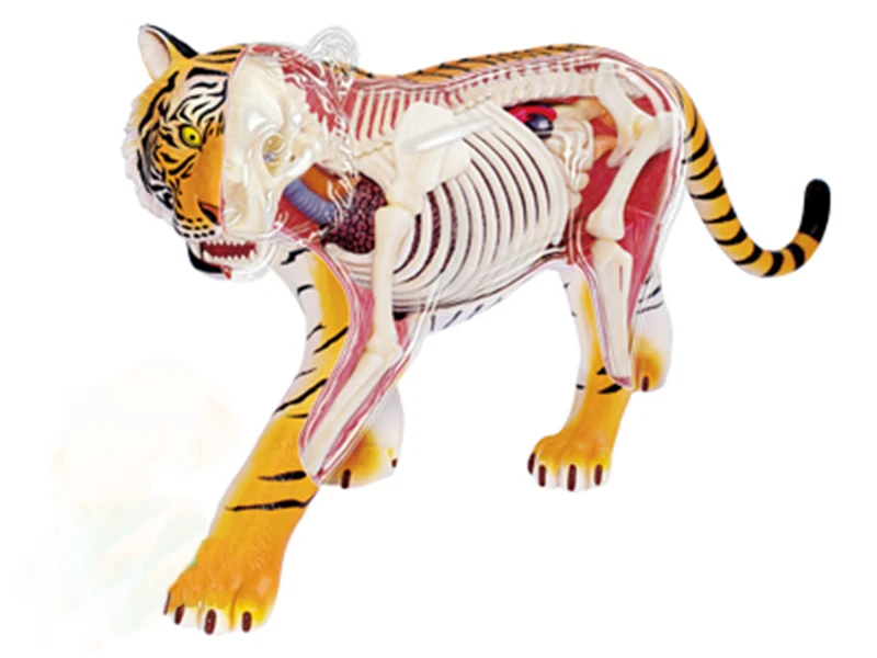 

puzzle Assembling toy Animal Biology organ anatomical model medical teaching model Tiger 4d master