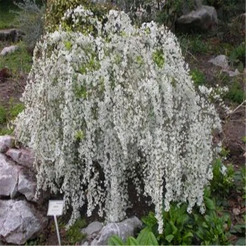 

Plant Flower Bath Salts Mini Hoary willow Essence 100Pcs XZZ-194