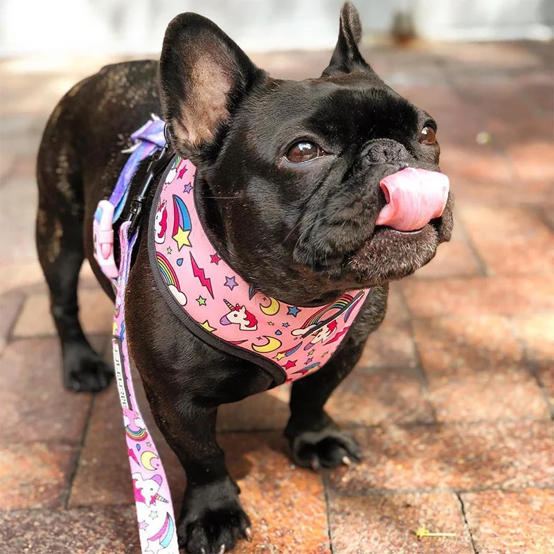 Harnais animal,Harnais pour chien bouledogue français,carlin,petit et moyen gabarit,laisse