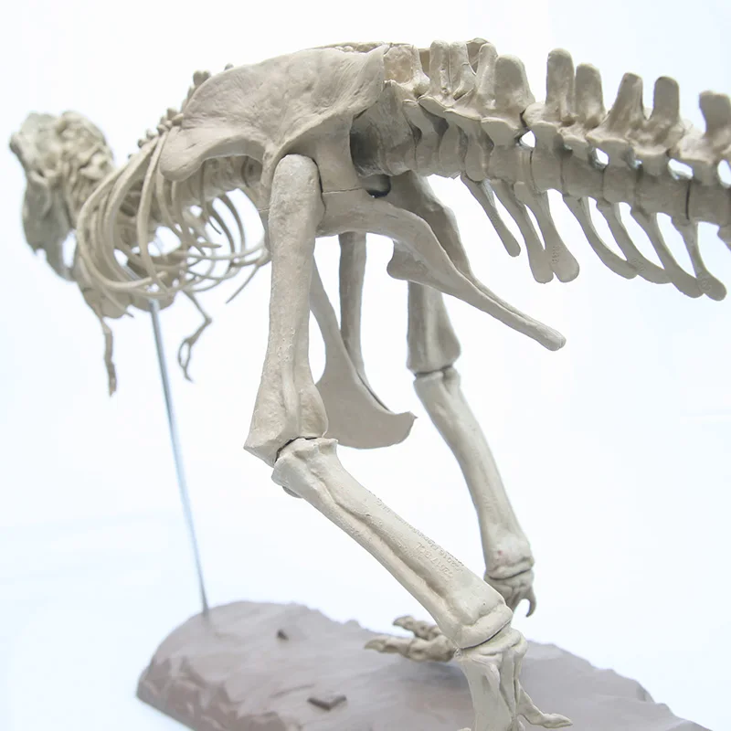 Large Assembly Dinosaur Fossil Puzzle Child Model Toy Tyrannosaurus Skeleton Teaching Courseware Holloween Party Decor Accessory