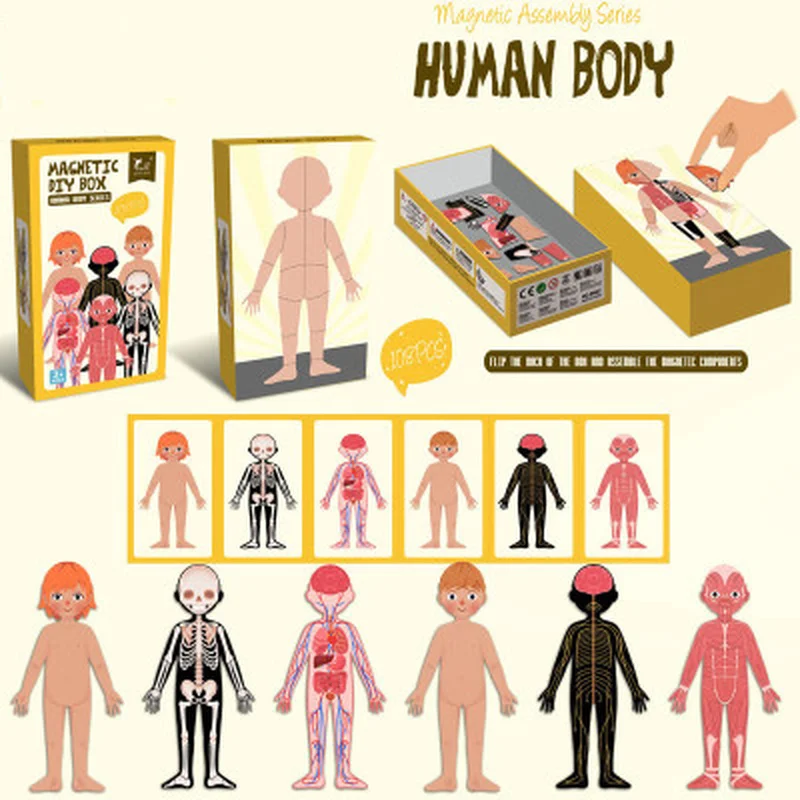 Magnetic human body Puzzles Puzzles for  DIY Puzzle Each Piece is Changeable  Puzzles Christmas Gifts for Kids Jigsaw Boxed