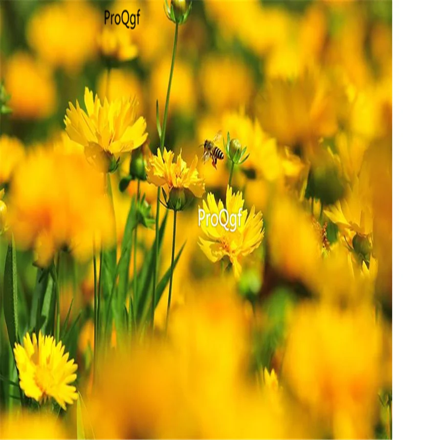 Prodgf 3000 шт Coreopsis basalis