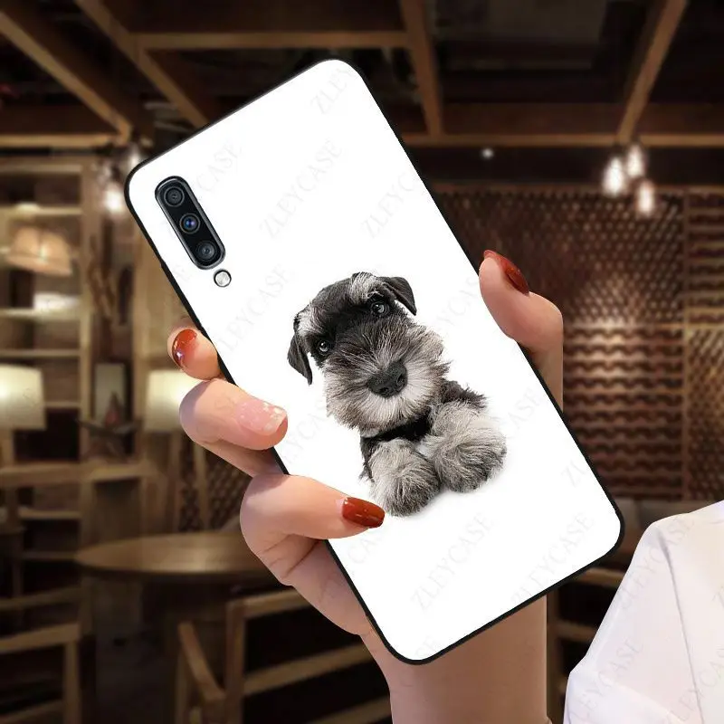 Schnauzer puppy dog