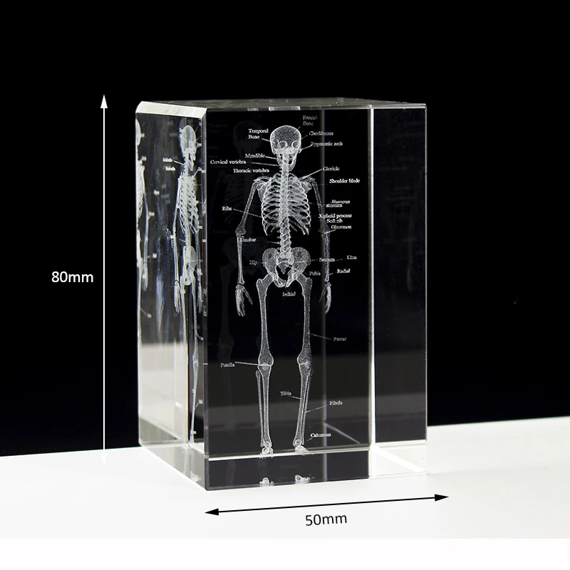 Broušené sklo 3D laser ryté člověk anatomický kostlivec kostka modelka sochu těžítko anatomie dbát neurologie medicinální nauka dárky