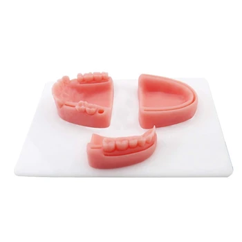 

Medical Teaching Anatomy Oral Suture Training Module Gum Suture Training Periodontitis Suture Training Dentist Recommendation