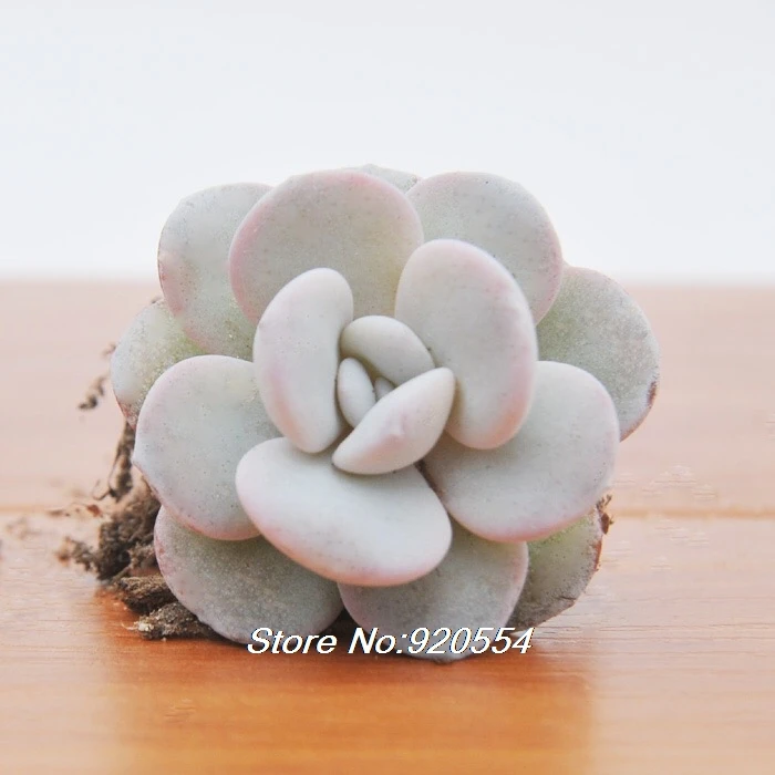 Редкие 10 шт Echeveria laui цветок для Домашнего Цветоводства