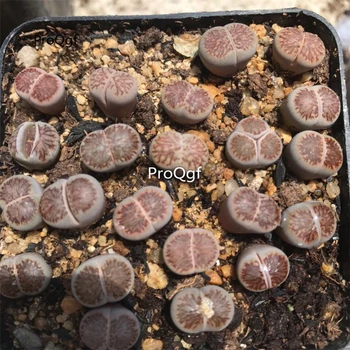 

Ngryise 5Pcs A Set juwenzhang stone flower