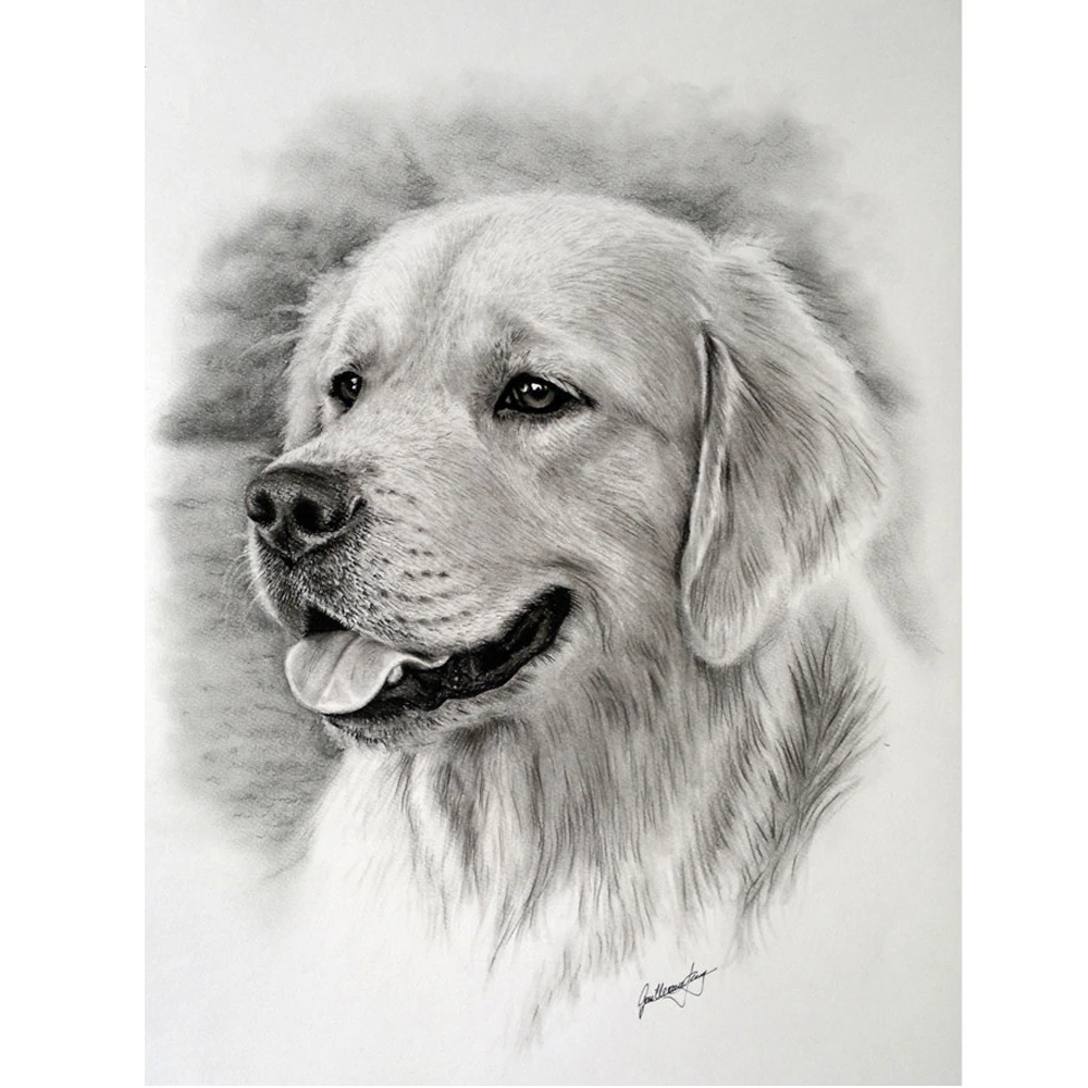 Золотистый ретривер рисунок. Раскраска собака золотистый ретривер щенок. Золотистый ретривер колор. Лабрадор ретривер. Собака рисунок карандашом.