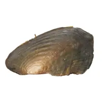 6pcs Parels in Vacuüm-pack Oyster Parels Mossel Shell Zoetwater Parel Mysterieuze Verrassing Cadeau voor Vrienden Dropshipping 2019(China)