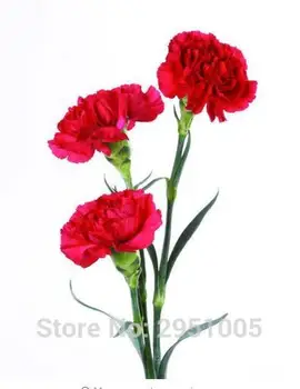 

Flower carnation color bright red stems cluster upright smooth 200pcs