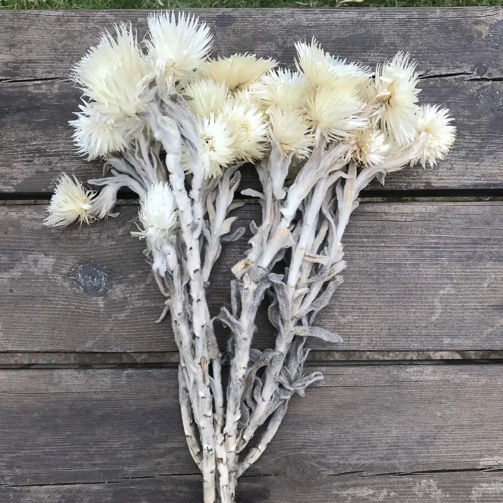 10pcs/40cm,Natural Dried Typha angustifoliall,Eternell display flower DIY Home Wedding flower arrangement Decoration Photo Props