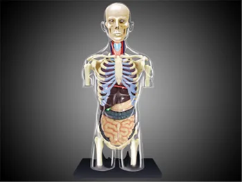 

4D master puzzle assembly toy human body 1:6 medical model for anatomy of internal organs of human body