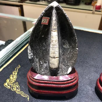 

1pcs The natural mineral specimen crystal comes from Madagascar