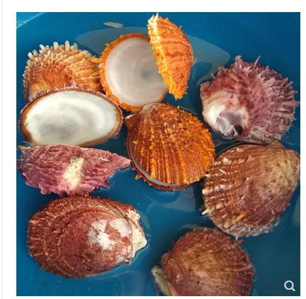 Натуральные раковины, козы, ромашки, моллюски для аквариума, декоративные раковины, бусины для украшения дома