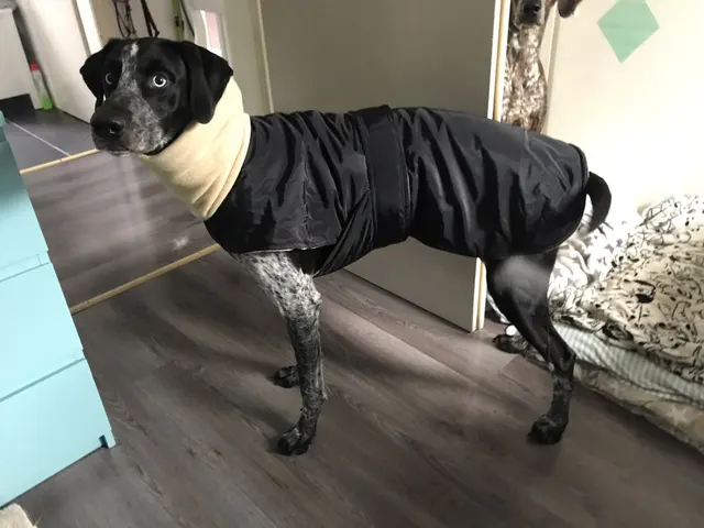 Ropa barata para perros, chaqueta de invierno, ropa italiana de Galgo, trajes de Navidad para perros, abrigos suéteres perros al por mayor|Plumones y parkas de perro| - AliExpress