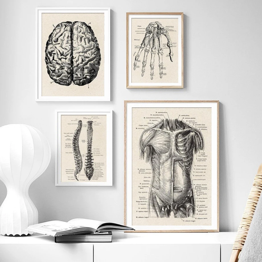 

Hand Brain Muscle Spine Human Organ Anatomy Art Canvas Painting Paper Nordic Posters Prints Wall Pictures Living Room Decoration