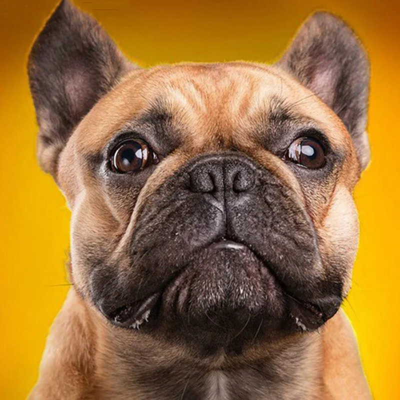 Взгляд кошки. Нос лошади. Вид морда. Губы лошади. Ноздри лошади.