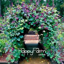 5 шт./упак. Лидер продаж! ГИАЦИНТ ФАСОЛЬ лоза растения красивый сад бонсай для посадки на балконе дома завод цветок растения