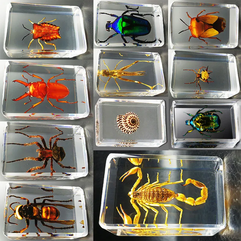 Cuboid Resin Insect Specimen Decoration Crafts Teaching Model Desk Decoration Home Decoration