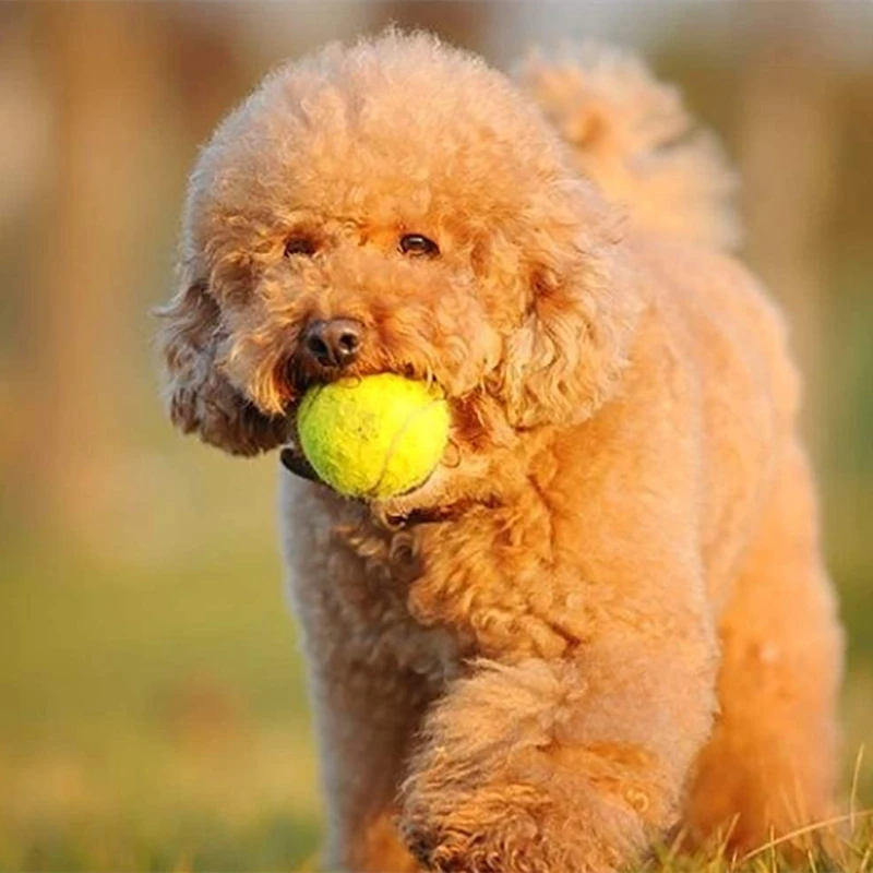 Tennis Balls Colored For Training 10 Color To Choose