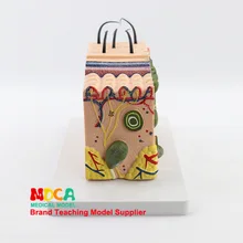 Стерео модель кожи структура ткани кожи усилитель 35 раз человеческая кожа медицина обучение Mpf008