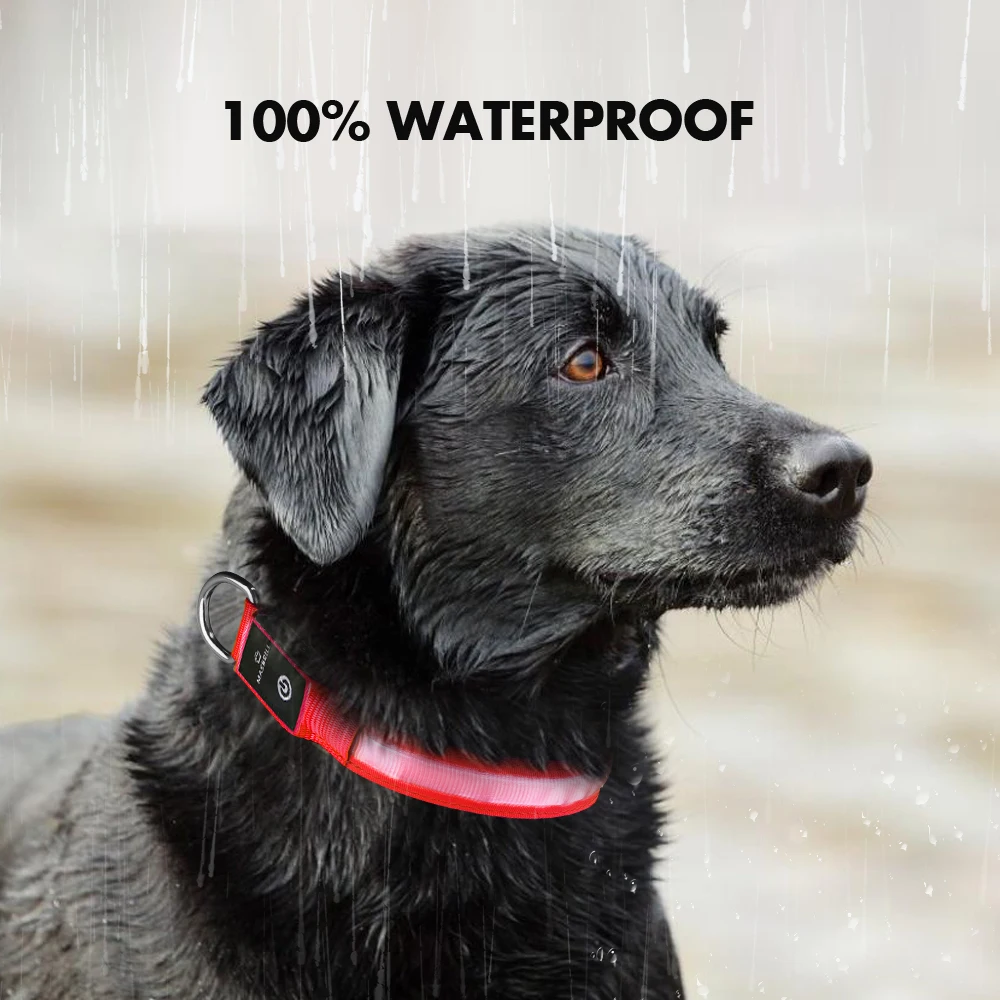 USB Charging Flashing Dog Collar Leads LED Light Night Safety Glow Anti-Lost/Avoid Car Accident Dog Nylon Adjustable Pet Collar USB Charging Flashing Dog Collar Leads LED Light Night Safety Glow Anti-Lost/Avoid Car Accident Dog Nylon Adjustable Pet Collar
