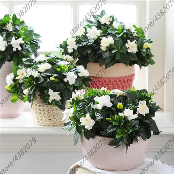 2pcs Gardenia