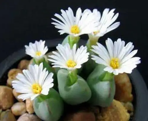 50pcs 100% Fresh Real Lithops Aizoaceae Pseudotruncatella succulent SS mix~living stones colorful faces SS