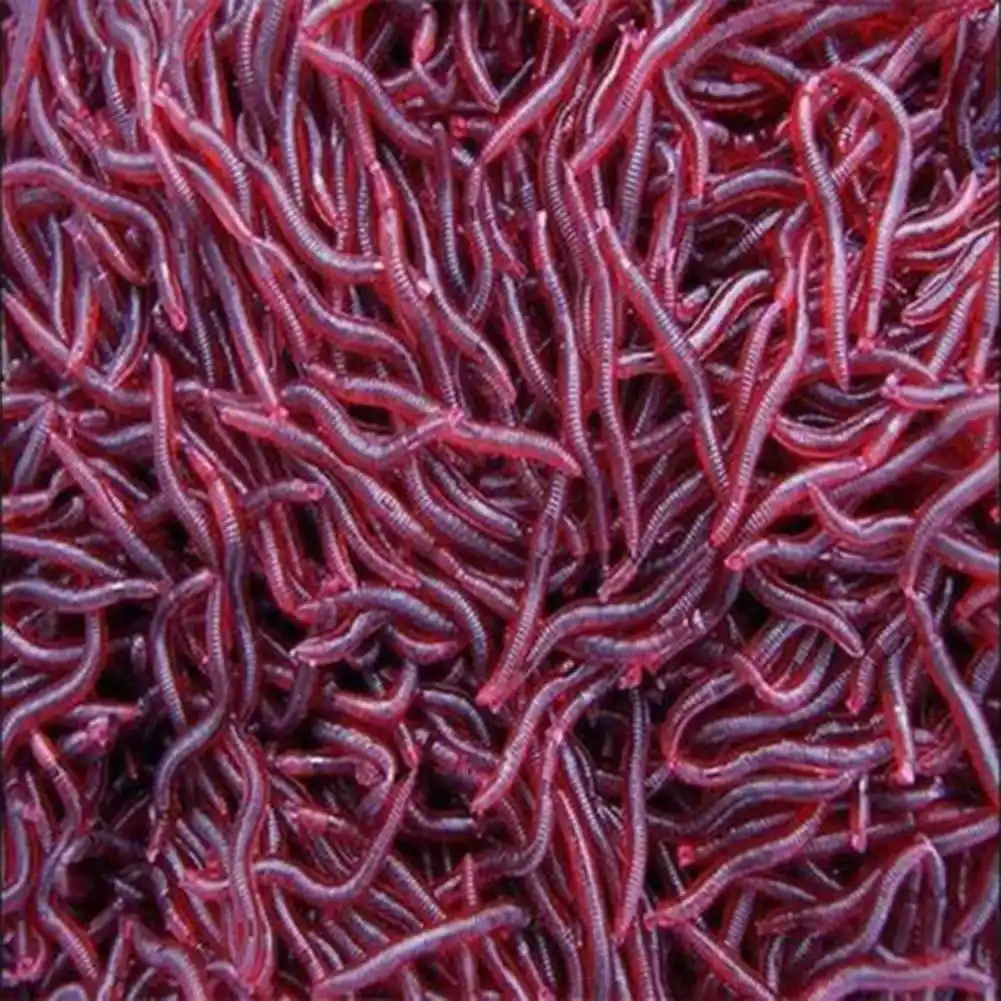 earthworms for fishing