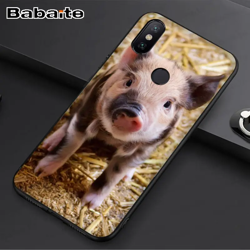 Wild Boar pig animal