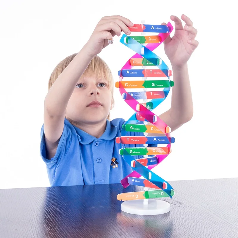 Educational Toys Science Toys Human Genes DNA Models Double Helix Popularization Teaching Learning Education Toys For Children Educational Toys Science Toys Human Genes DNA Models Double Helix Popularization Teaching Learning Education Toys For Children