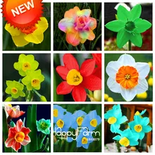 Новое поступление! Нарцисс цветок желтый Нарцисс бонсай поглощение излучения Нарцисс Tazetta садовые цветы для комнат, 100 завод/партия,# CNPQ