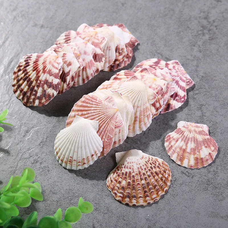 Flower Scallop Natural Color Pattern Marine Ocean Fish Landscape Decoration natural shell ornaments Mediterranean Style Home Decor 10pcs/Lot