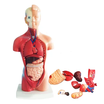 

4D Anatomical Assembly Model of Human Organs for Teaching Education School JS22