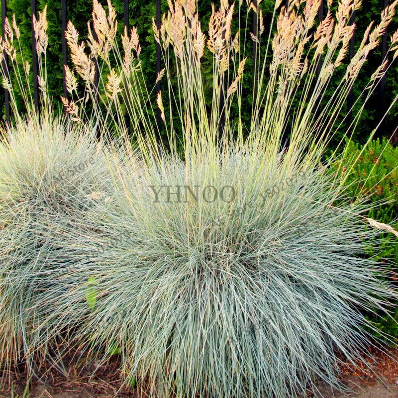 13 100 шт./пакет овсяница травы(Festuca glauca) Сад засухоустойчивых декоративная трава flores многолетнее бонсай растения для домашнего использования - Цвет: 13