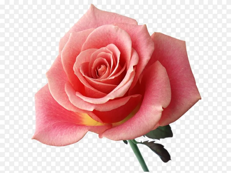 大豆蜡烛花轻籽png图片素材免费下载 图片编号 Png素材网