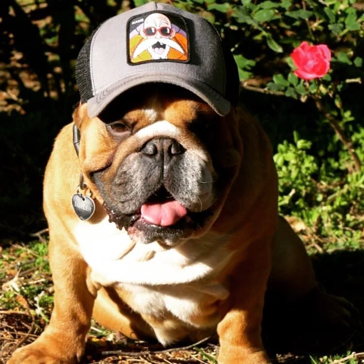 

New Summer Mesh Baseball Caps Snapback Animal Duck Anime Cute Rabbit Embroidery for Women Men Outdoor Dad Truck Driver Dad Hat