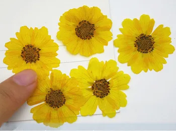 

Yellow Hymenoptera Dried Flower Petal Crafts Gift Card Decoration For Children Handicrafts