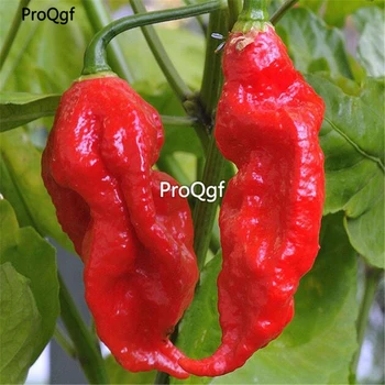 

Prodgf 5000Pcs A Set red Chili Capsicum pepper