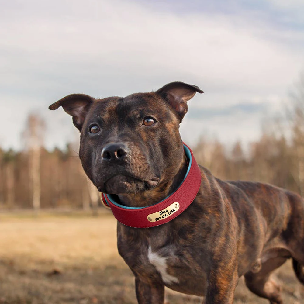 couro de cães acolchoados com etiqueta de