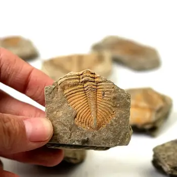 

Natural Fossil Trilobite Tail Animal Coral Trilobite Stone Collection Teaching Crown Specimen Science Tail Insect Science M5H7