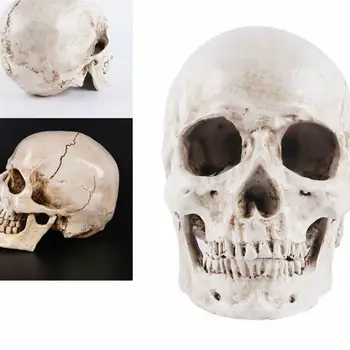 

Halloween Skull Model Of Human Anatomical Model Simulation Resin Human Skull Model Medical Anatomical Tracing Teaching Skeleton
