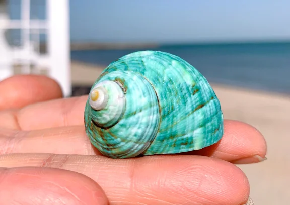 0.8寄居蟹备用壳替换壳卷3