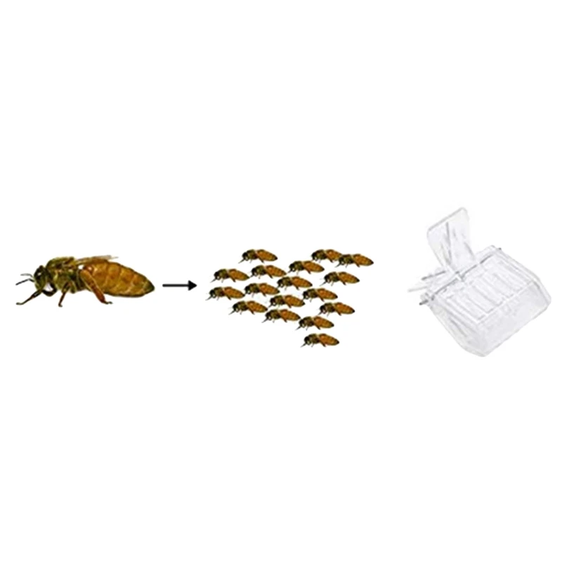 

Hot Sale Complete Bee Queen Rearing Cup Kit System, Bee Beekeeping Catcher Box Catcher Cage Bee Keeper Tools Apiculture Box Set