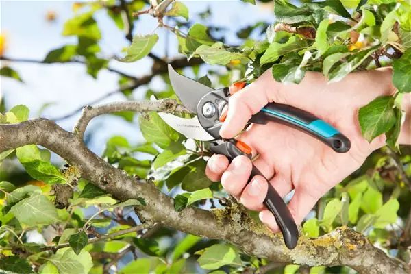 Секатор контактный Gardena B/S-XL черный/синий 08905-20.000.00 | Инструменты