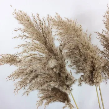 

pampas grass decor dried flowers natural pampas grass plants feather flowers fluffy wedding flowers bunch holiday home decor