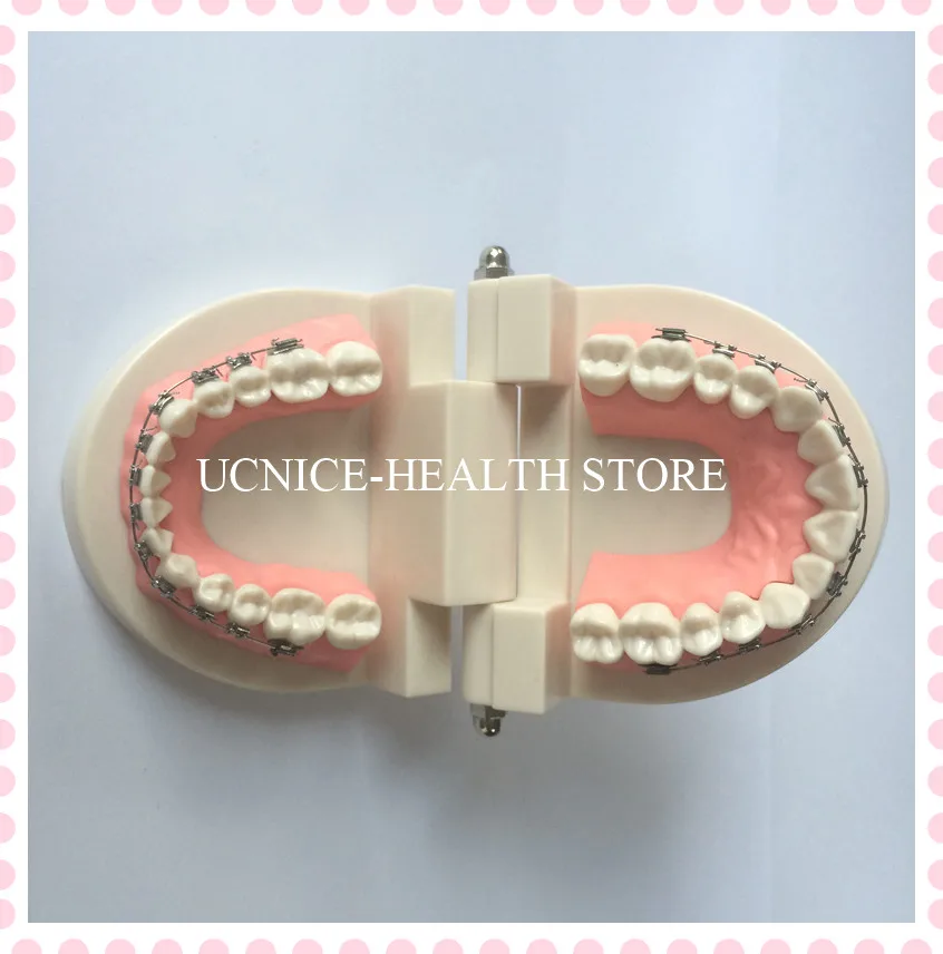 Orthodontic teeth model-5