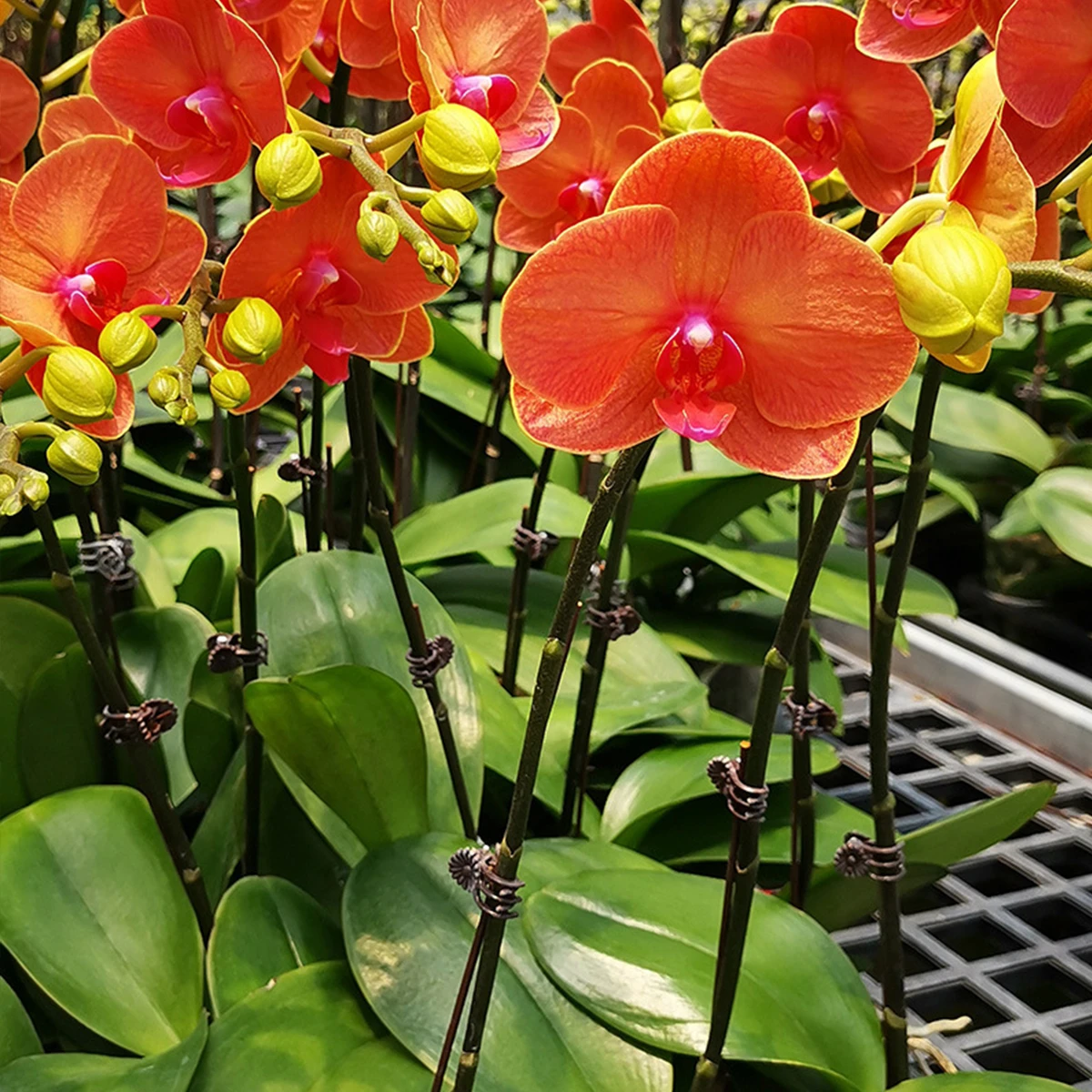 Lot De 5 Supports Pour Plantes Grimpantes En Fer Noir - Formes Cœur Et Rond, 23x37 Cm - Pour Jardin Et Intérieur